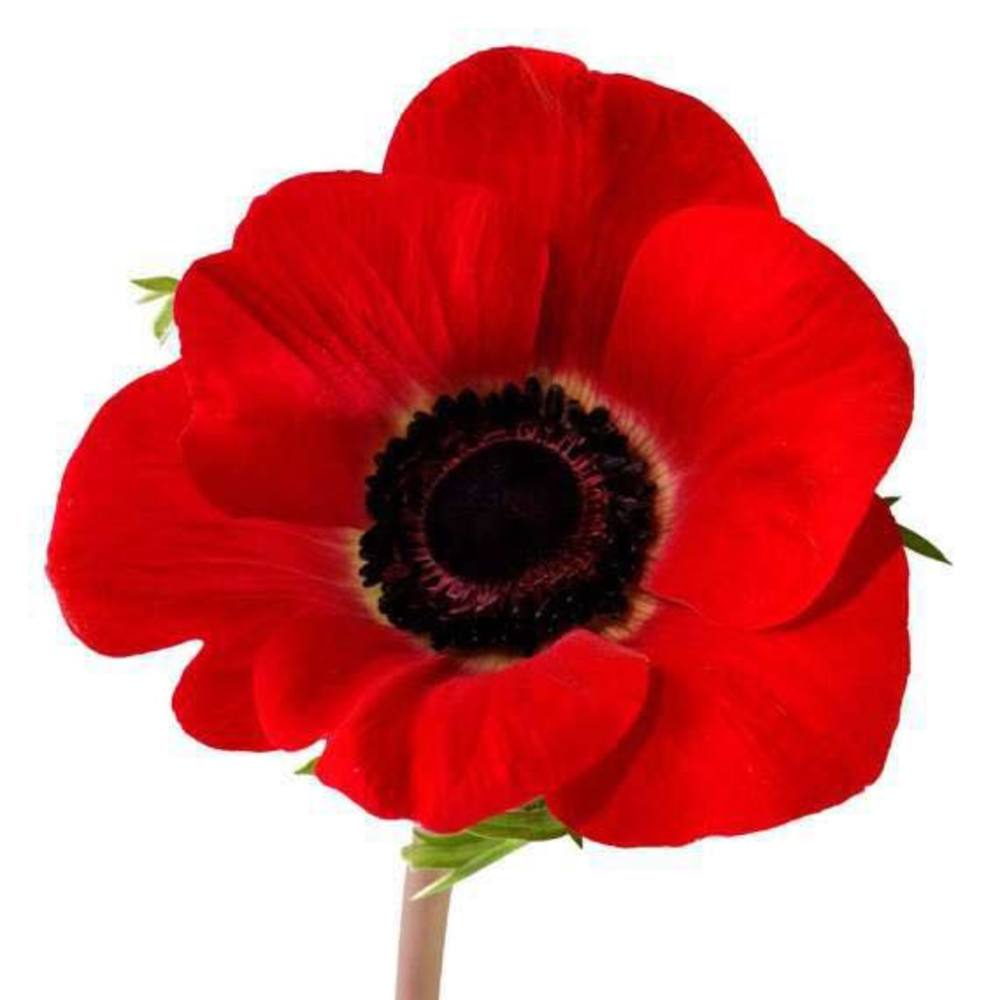 Meet your Posher, Ewart